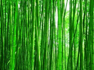 Čaj z bambusových lístků zeštíhluje a podporuje odbourávání přebytečného tuku v těle.